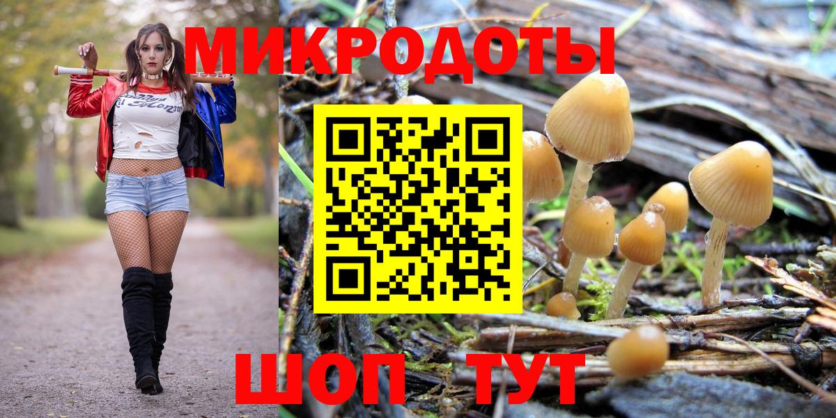 Галлюциногенные грибы Psilocybe Тамбов