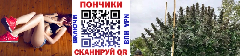 как найти закладки  Тамбов  Конопля ГИДРОПОН 